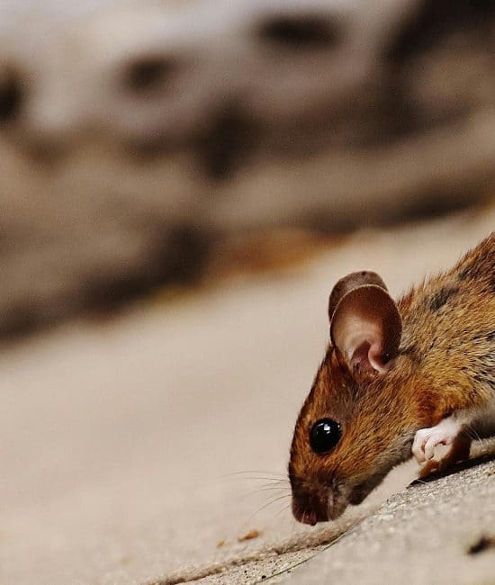 What Are Family-Safe Pest Control Strategies?