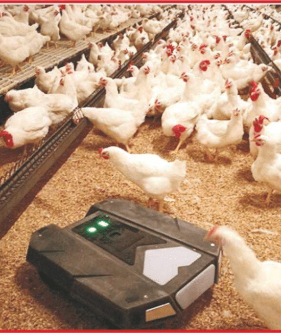 Achieving Success in the Poultry Industry in 2025