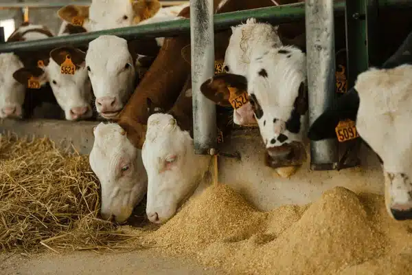 Boost your cattle's weight gain