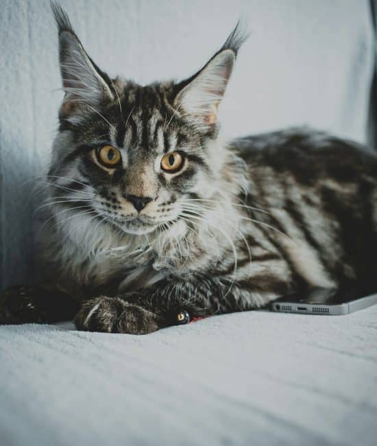 Why a Maine Coon is the Ideal Family Pet