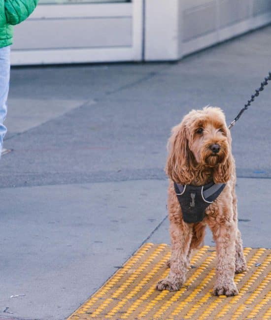 How to Help Your Kids Understand and Support a Family Service Animal