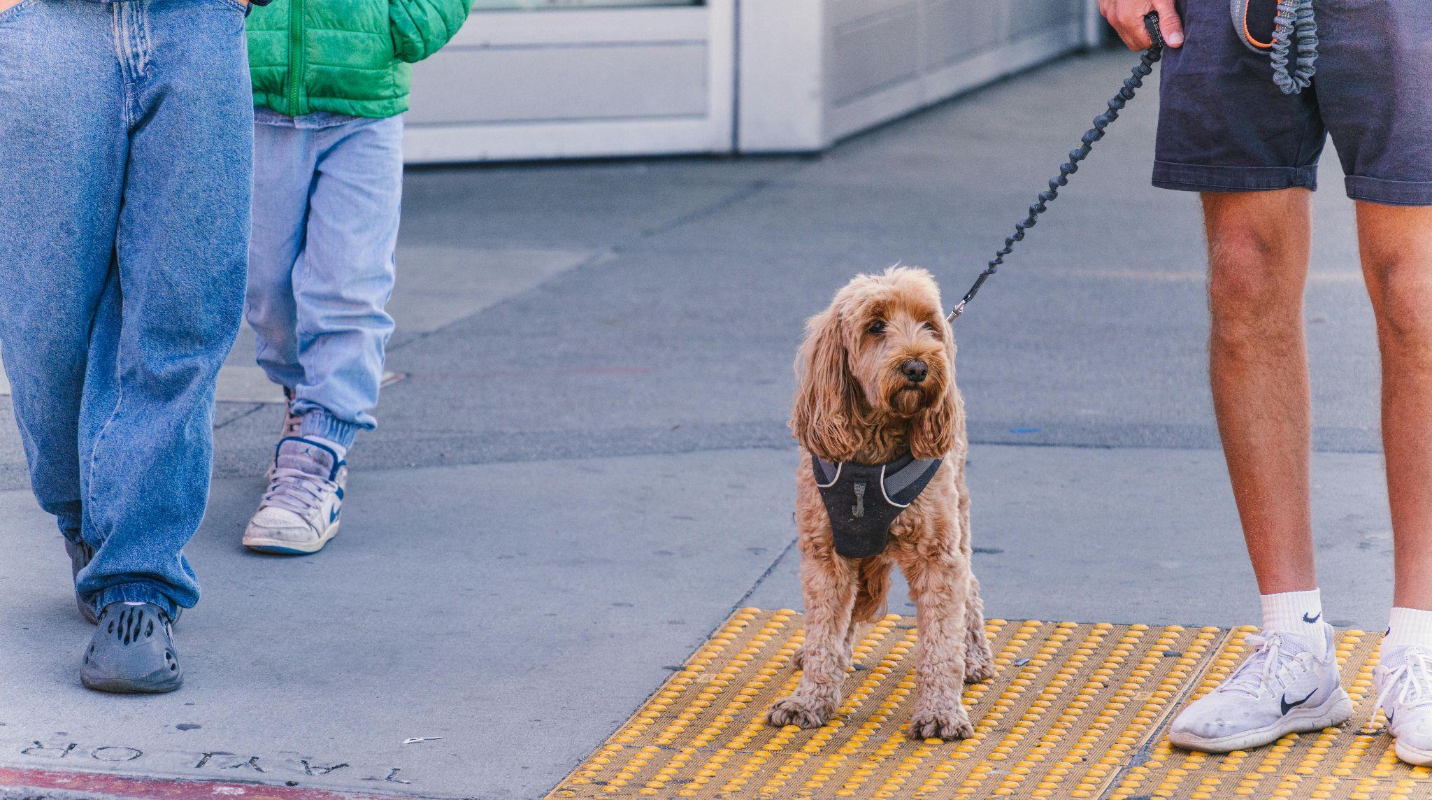 How to Help Your Kids Understand and Support a Family Service Animal