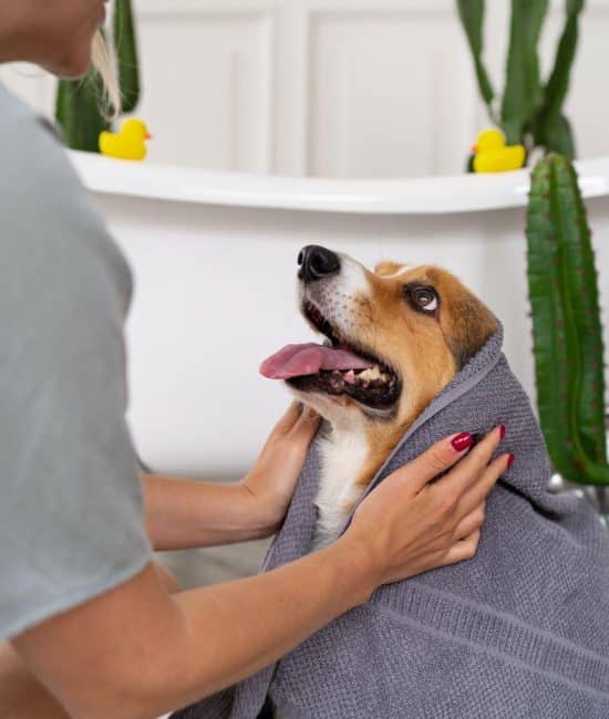 Holistic Health for Your Furry Family