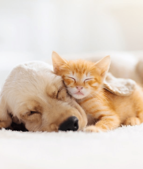 The Pet Dream vs. The Pet Reality