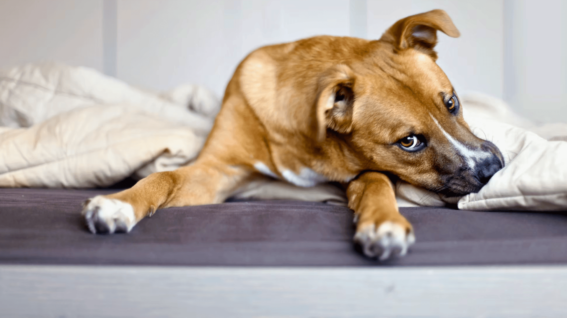 names that mean rescued