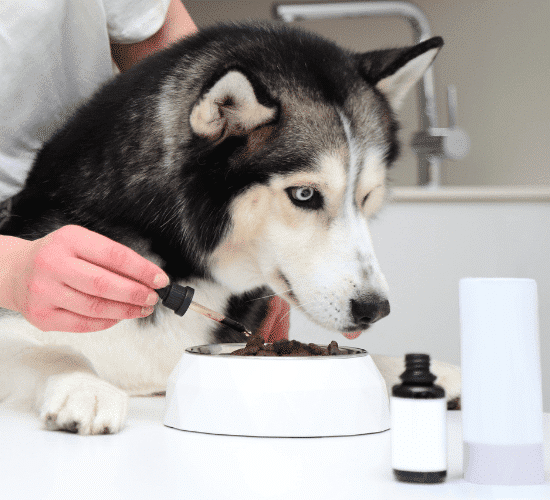 husky dog eating food with supplements