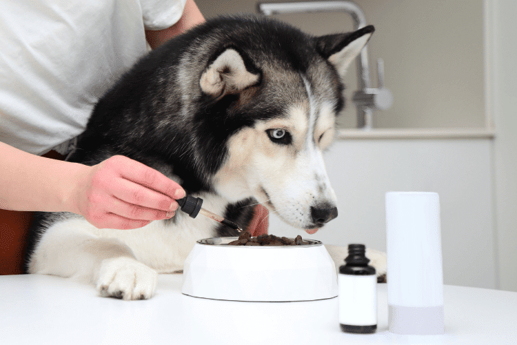 husky dog eating food with supplements