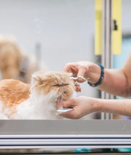 Financial and Emotional Preparation for Pet Owners and Veterinarian Clinic Owners