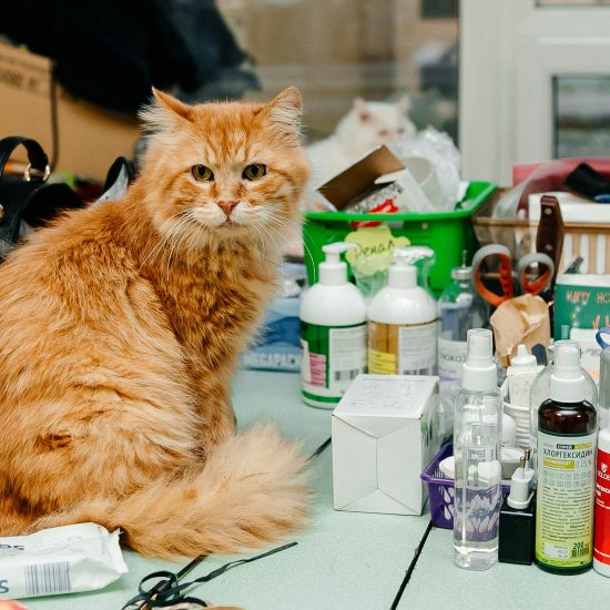 Professional Veterinary Care