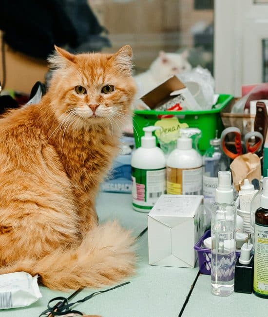 Professional Veterinary Care