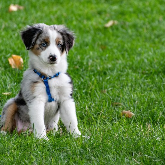 No More Tug-of-War: How to Teach Your Puppy to Walk Politely on a Leash