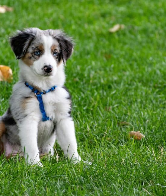 No More Tug-of-War: How to Teach Your Puppy to Walk Politely on a Leash