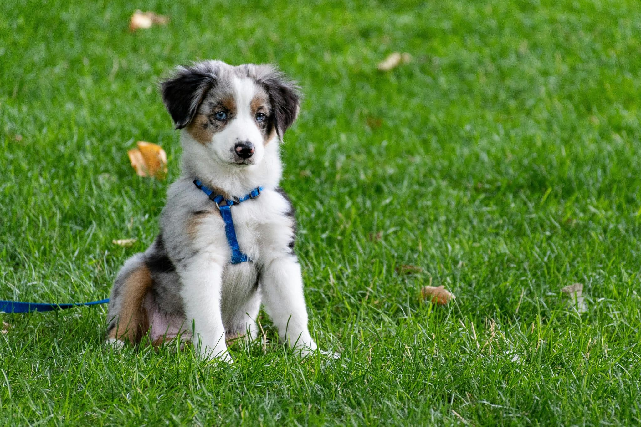 No More Tug-of-War: How to Teach Your Puppy to Walk Politely on a Leash