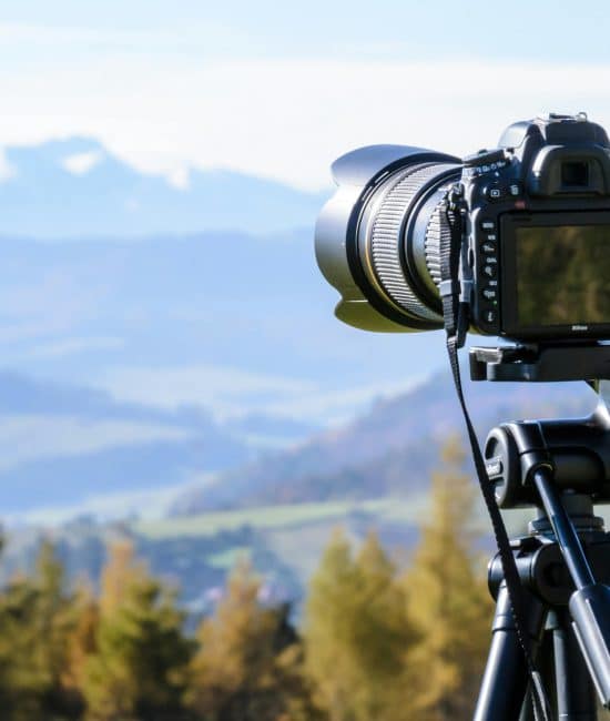 Capture the Wild: Master the Lens with a Wildlife Photography Course