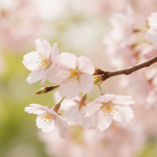 Close-up of pale pink cherry blossoms blooming on a brown branch against a soft-focus background of green and pink bokeh.