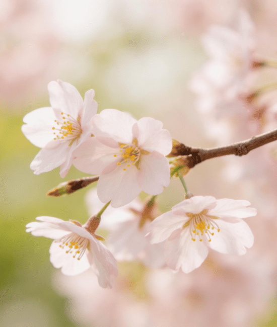 Close-up of pale pink cherry blossoms blooming on a brown branch against a soft-focus background of green and pink bokeh.