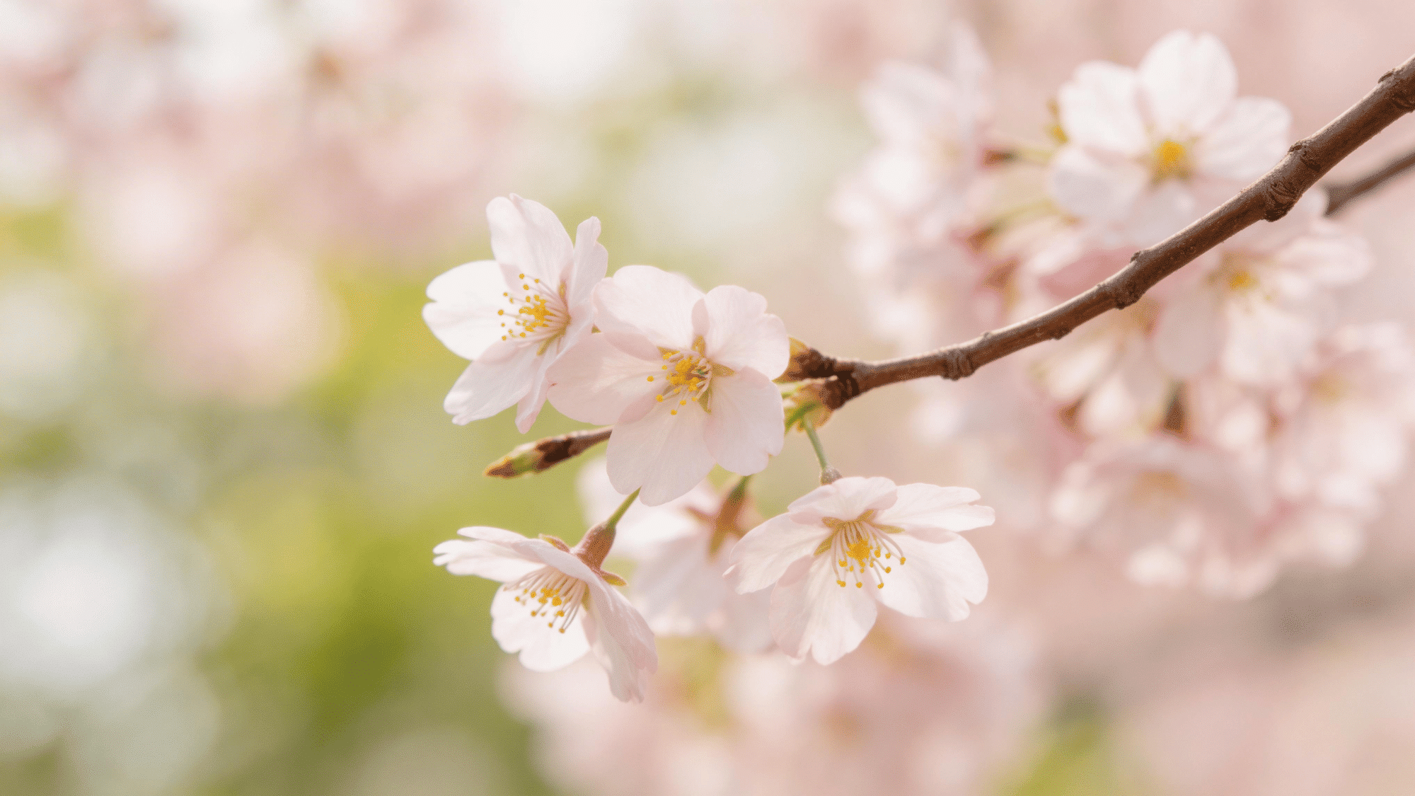 Close-up of pale pink cherry blossoms blooming on a brown branch against a soft-focus background of green and pink bokeh.