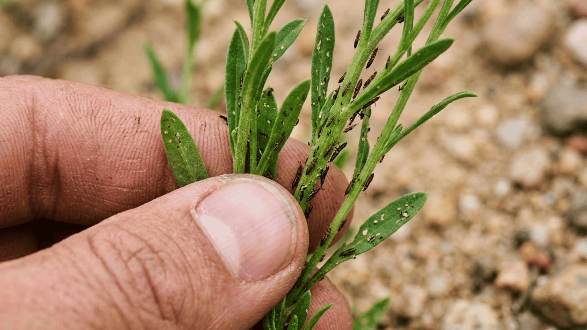 Close-up view of a hand examining a green plant stem heavily infested with small, dark thrips insects.
