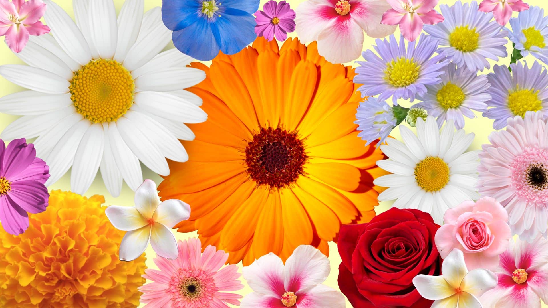 Colorful collage of daisies, roses, marigolds, and other blooms highlighting nature’s diversity, a vibrant visual reflecting interesting facts about flowers