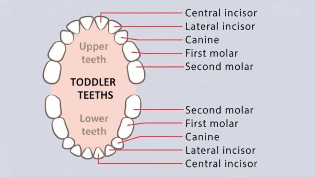 Molars in Toddlers: What Every Parent Should Know - Mothers Always Right