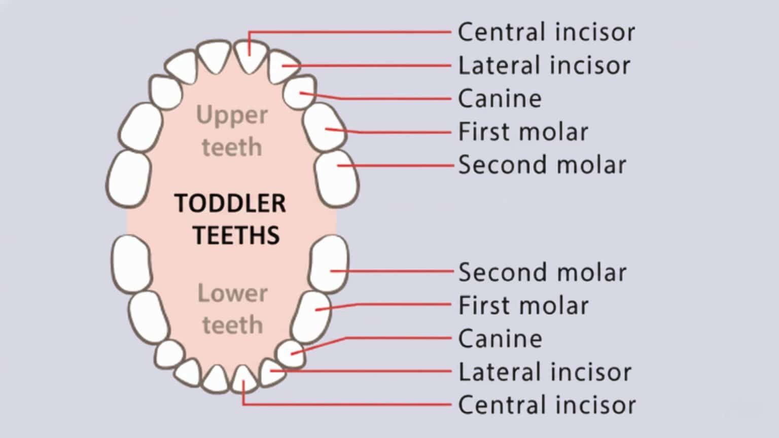 Molars in Toddlers: What Every Parent Should Know - Mothers Always Right