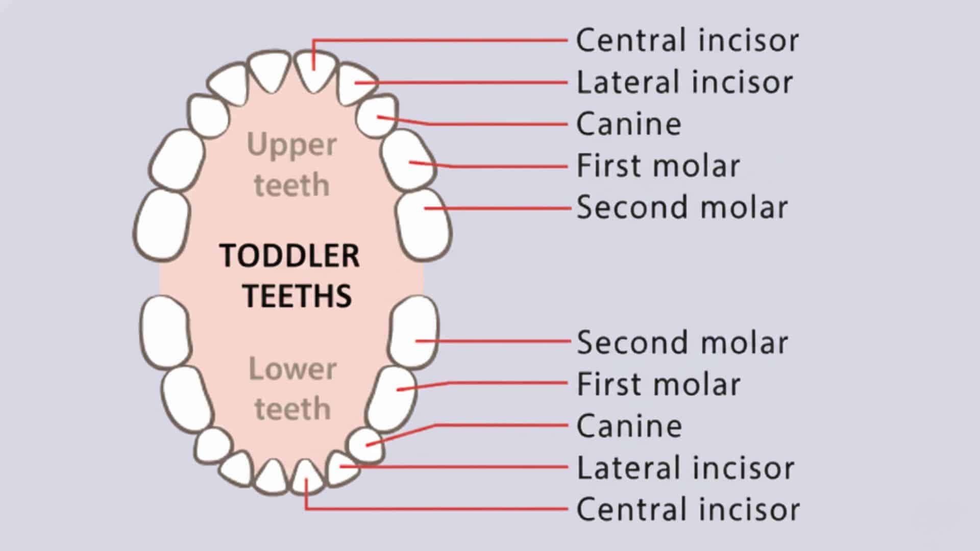 Diagram of toddler teeth showing placement of molars in toddlers, canines, and incisors in upper and lower jaws