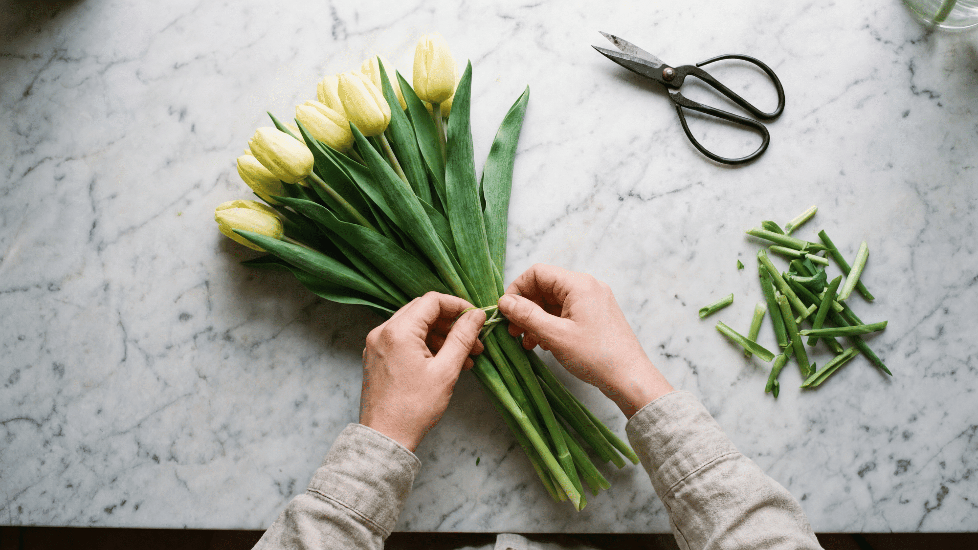 Hands tying the stems of a bouquet of yellow tulips on a white marble surface next to trimmings and black scissors.