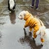 How Water-Resistant Dog Jackets Keep Pets Comfortable in Rain