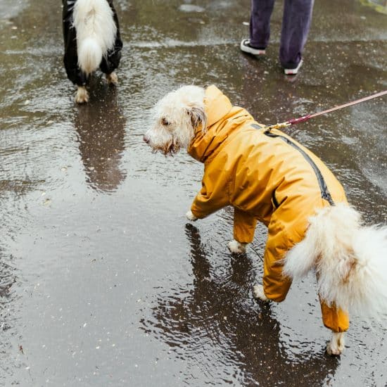 How Water-Resistant Dog Jackets Keep Pets Comfortable in Rain