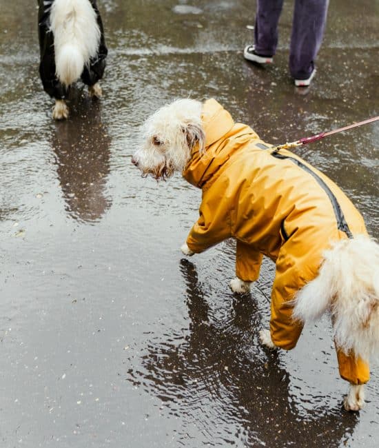 How Water-Resistant Dog Jackets Keep Pets Comfortable in Rain