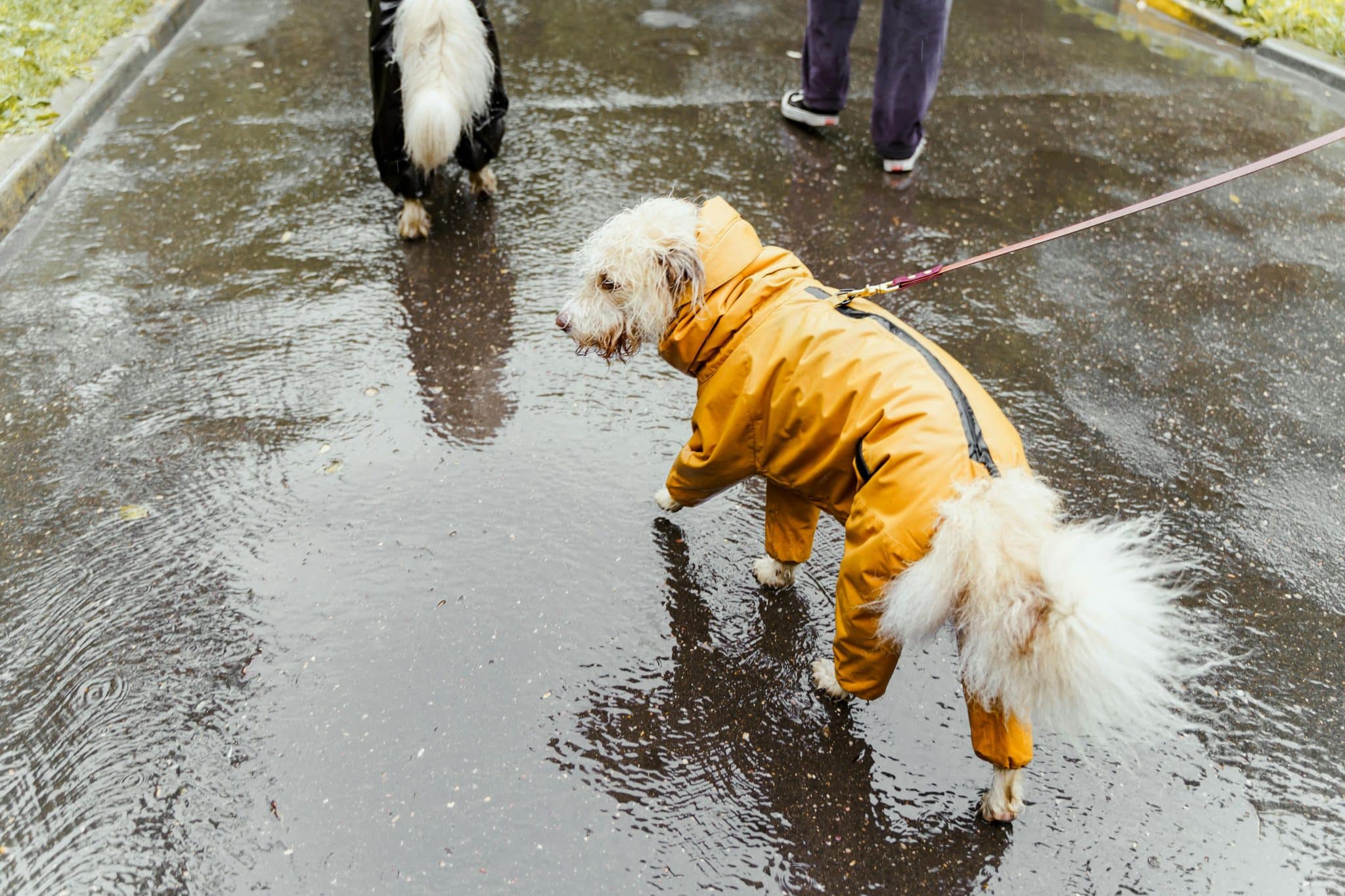 How Water-Resistant Dog Jackets Keep Pets Comfortable in Rain