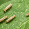 Macro photo of four small, elongated light-brown winged insects resting on a textured green leaf, scattered across the frame.