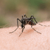 Mosquito with black and white markings biting human skin, seen in close-up macro photography.