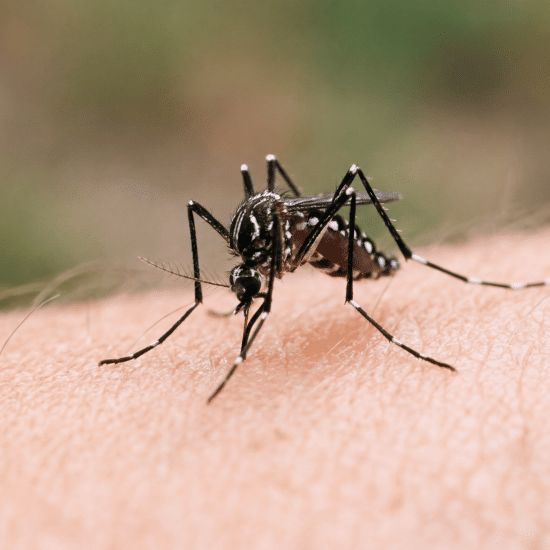 Mosquito with black and white markings biting human skin, seen in close-up macro photography.