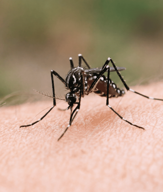 Mosquito with black and white markings biting human skin, seen in close-up macro photography.