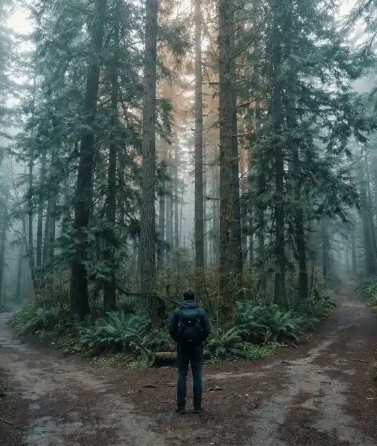 Person with backpack standing at a forked trail in misty forest with tall trees