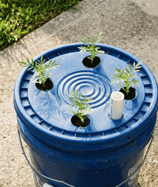DIY self watering planter using a blue bucket with four small green plants growing from holes in the lid.
