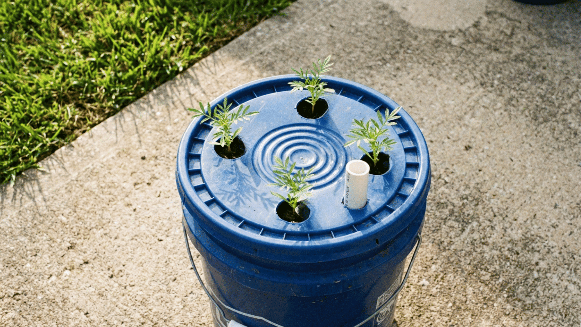 DIY self watering planter using a blue bucket with four small green plants growing from holes in the lid.