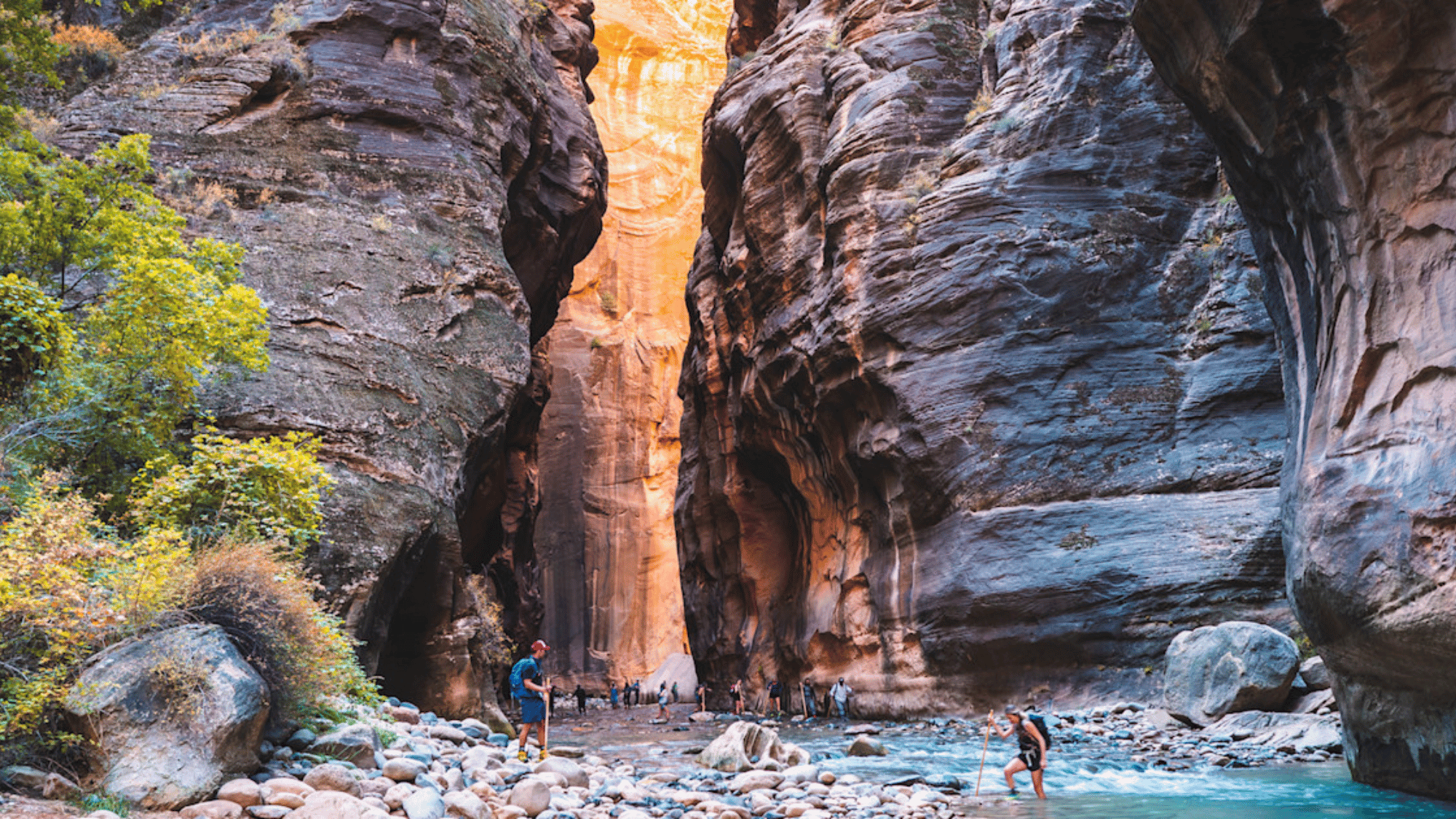 Hikers wade through Zion Narrows canyon river between towering sandstone cliffs Utah