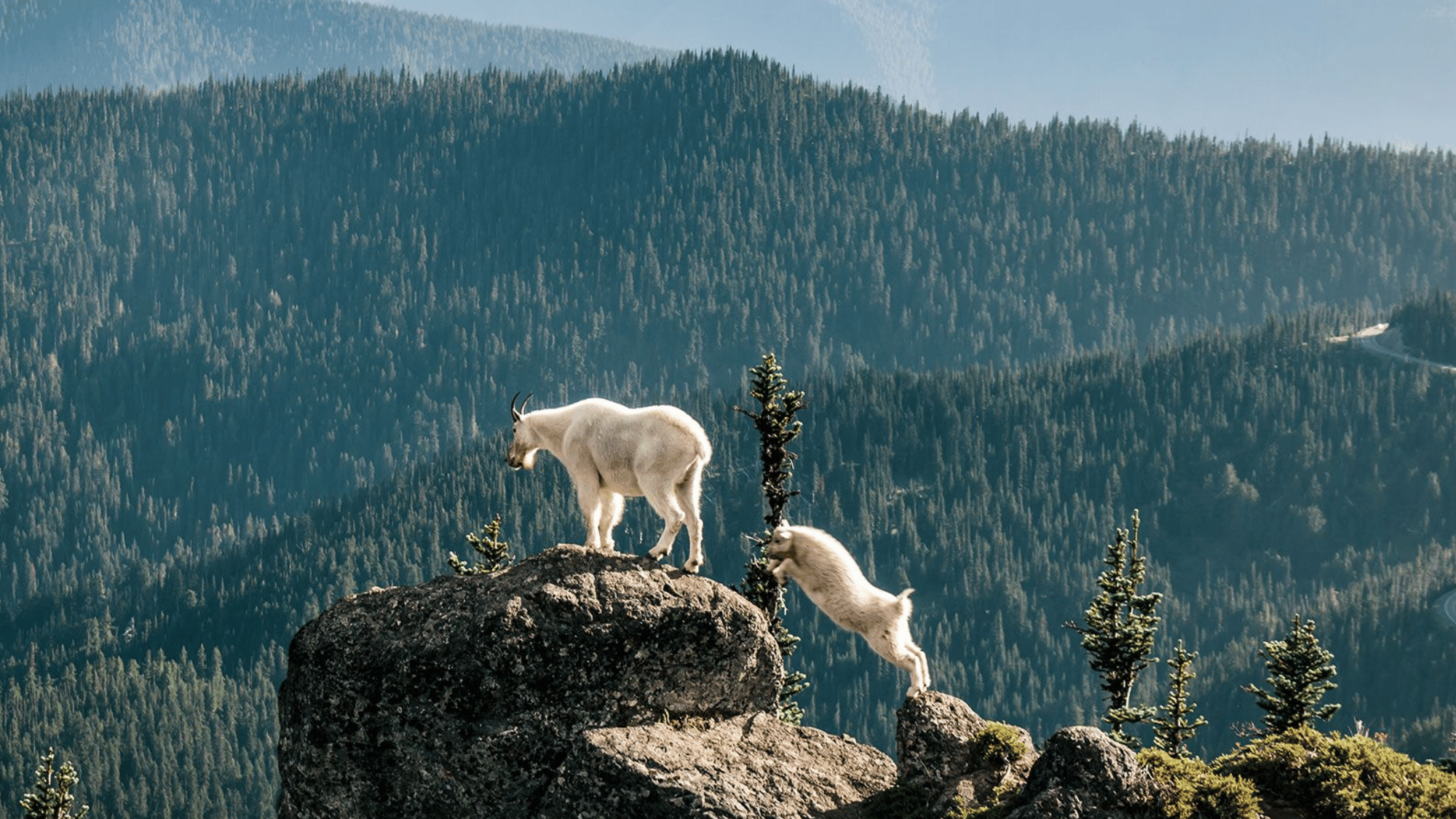 Mountain goats on rocky cliff in Olympic National Park Washington with forested peaks behind