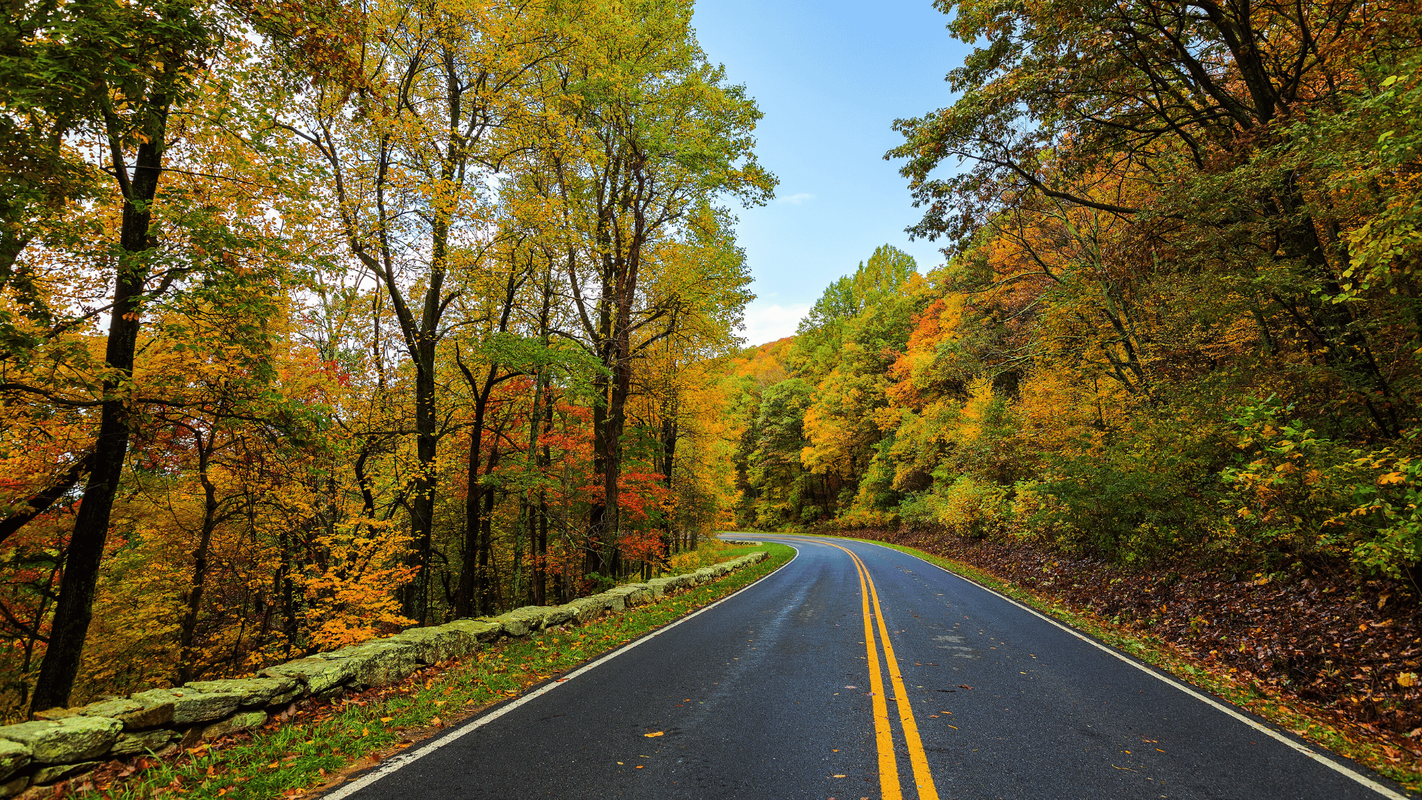 Shenandoah National Park Virginia Skyline Drive winding through vibrant fall foliage