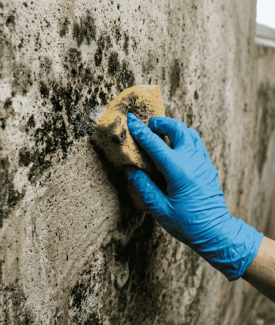 Person removing mold from a wall using white vinegar and detergent