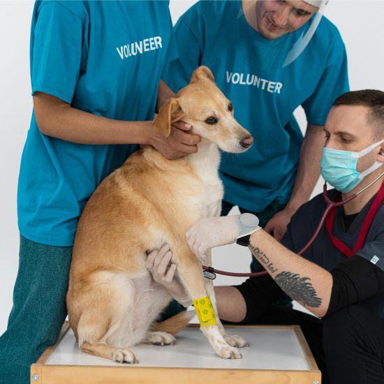 7 Things to Expect When Setting Up Medcovet Luma for the First Time