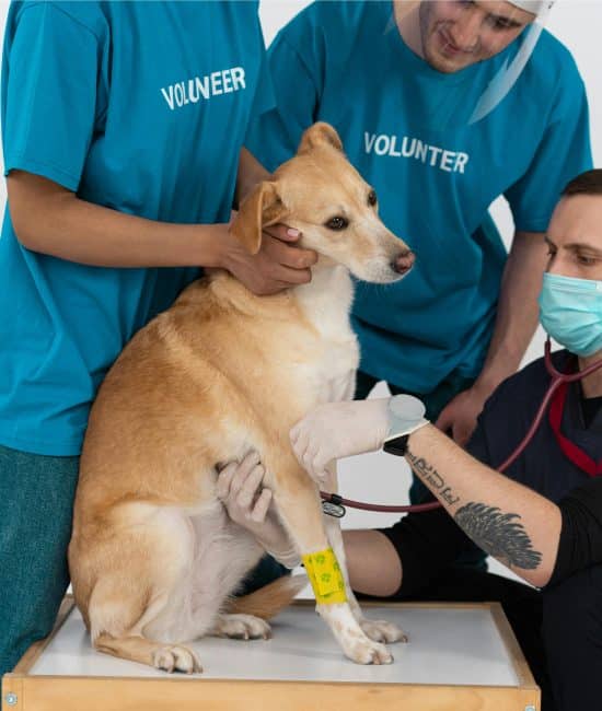 7 Things to Expect When Setting Up Medcovet Luma for the First Time