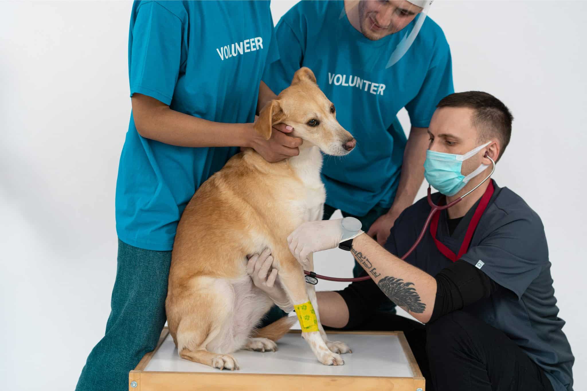 7 Things to Expect When Setting Up Medcovet Luma for the First Time
