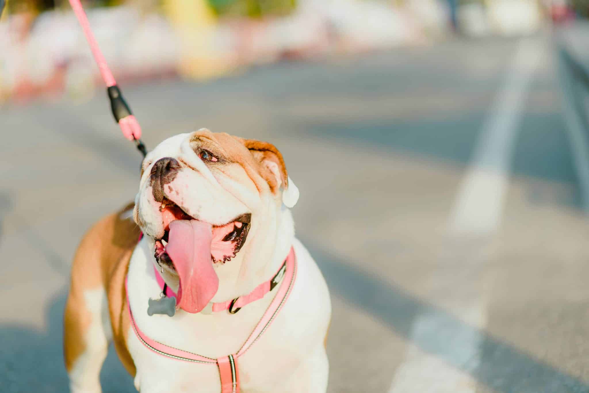 5. Attach the Right Front End for Your Pet's Needs