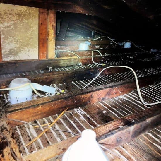 How to Get Rid of Mice Hiding Under Your Attic Insulation