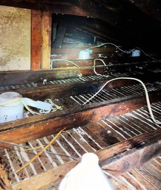 How to Get Rid of Mice Hiding Under Your Attic Insulation