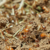 3 Ways that Professional Termite Inspections Will Safeguard Your Home and Business