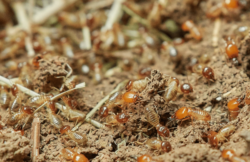 3 Ways that Professional Termite Inspections Will Safeguard Your Home and Business